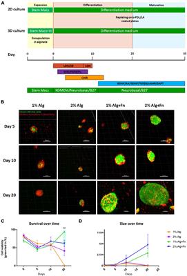 Generation of hiPSC-Derived Functional Dopaminergic Neurons in Alginate-Based 3D Culture